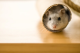 Le hamster : tout sur ce petit animal !