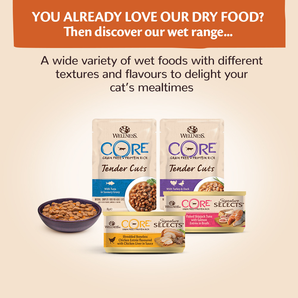 Wellness Core Grain Free Kitten Kalkoen & Zalm 300G Voor Kat