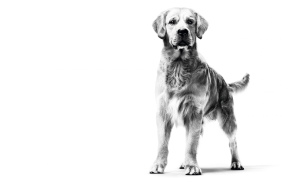 Hond overgewicht Satiety